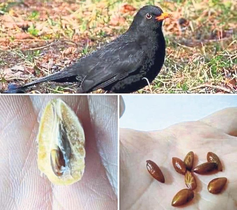 zeytinin kaderi bir kusun kursaginda