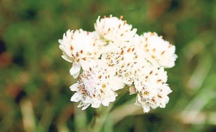 Uykusuzluğun doğal ilacı bitki çayları