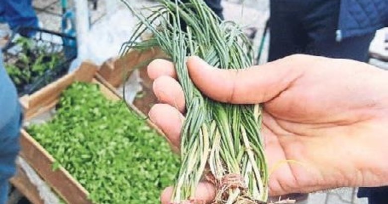 Bin bir derde deva zuzubak otu