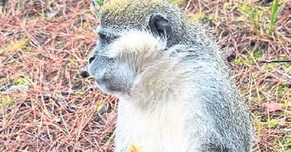 Firari maymun her yerde aranıyor