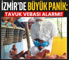 İzmir’de tavuk vebası alarmı