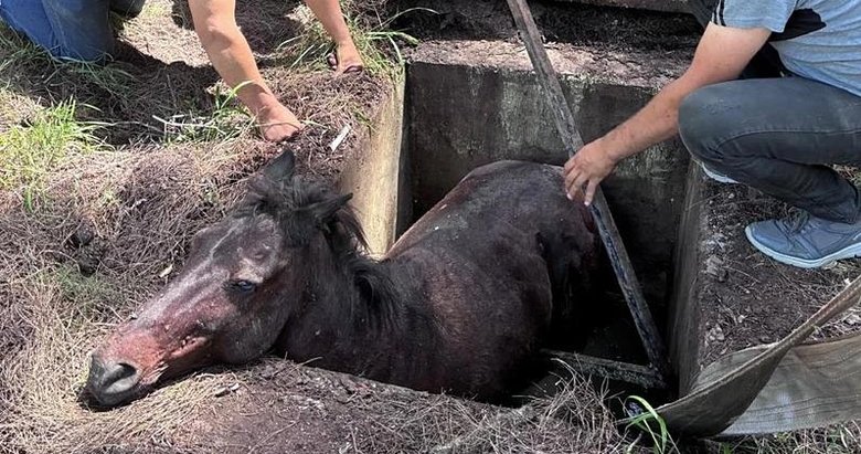 Çukura düşen yabani at doğal ortamına kavuştu
