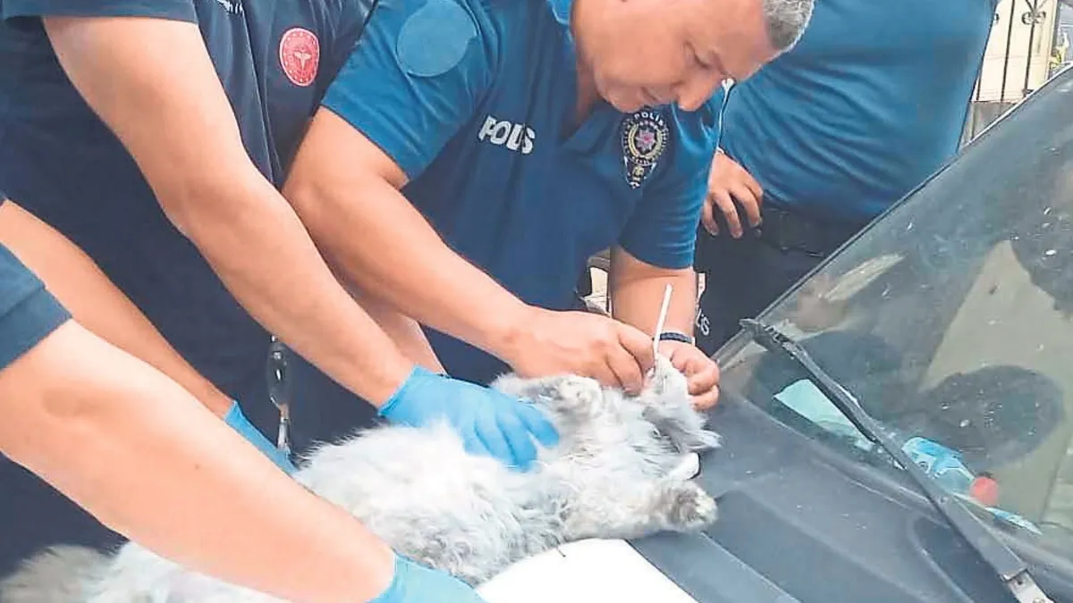 Manisa'da her şey kediler için