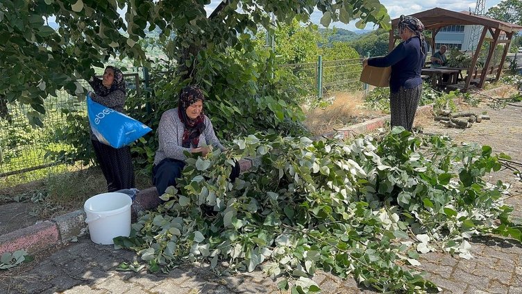 Kilosu 3 bin liraya kadar çıkıyor! Toplaması çok dikkat istiyor | Ihlamur hasadı başladı