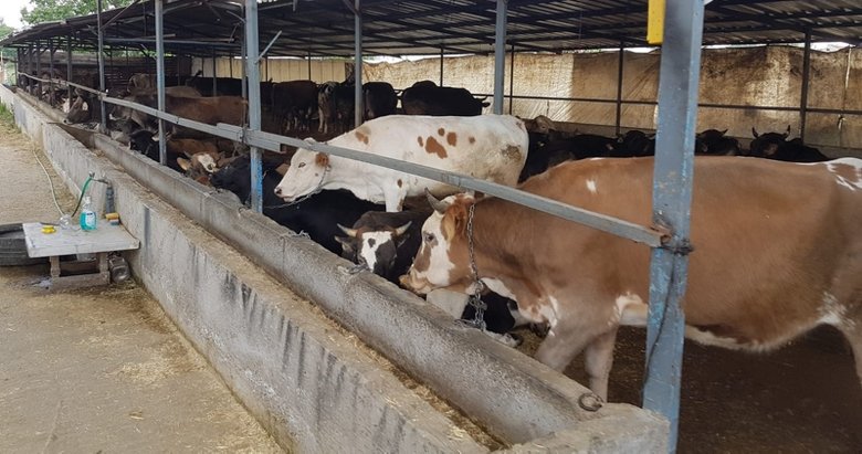 Kurban vekalet ücretleri ne kadar oldu? Diyanet’ten açıklama....