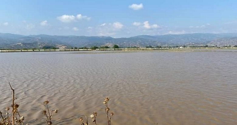 Aydın’da aşırı yağışlar üreticileri zora soktu!