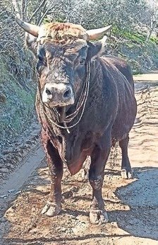 Beslediği boğanın darbeleriyle öldü