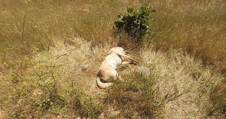 Bodrum’da kedi ve köpek katliamı