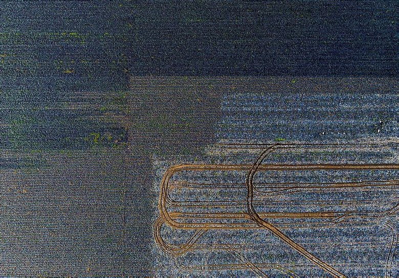 İzmir’de yağışlar çiftçinin yüzünü güldürdü: Hasat başladı