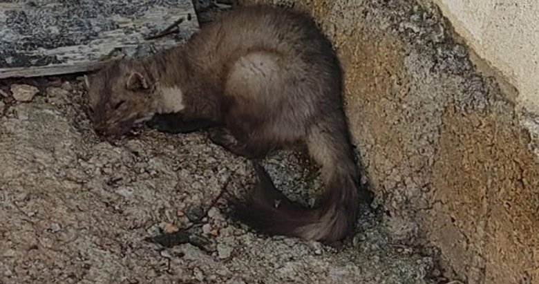 Fethiye’de evlerin arasına kadar sokuldu! Ekipler yakalayıp vahşi doğaya geri saldı
