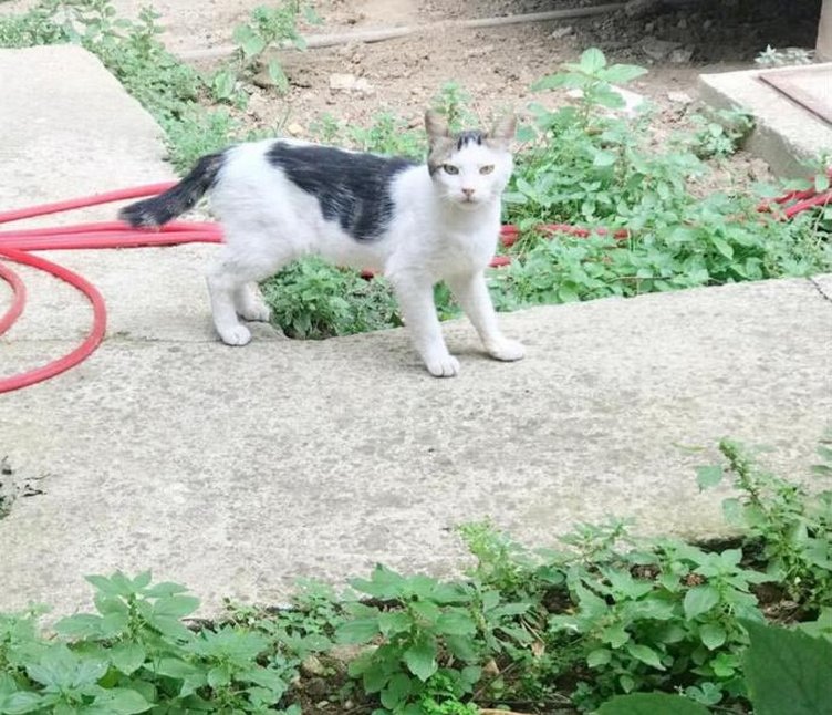 İzmir’de Ebru Çanak kedilere işkence yapanı bulmak için sokak sokak geziyor