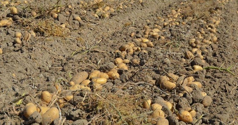 Afyonkarahisar’da kışlık patates fiyatı üreticinin yüzünü güldürüyor