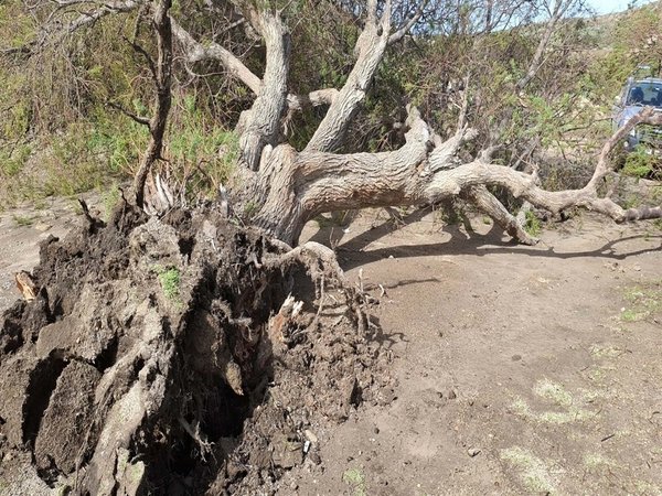 Bodrum’da fırtına: Ağaçlar devrildi, tekne karaya oturdu