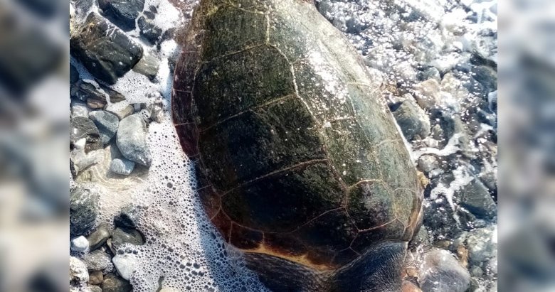 Ölü deniz kaplumbağası karaya vurdu