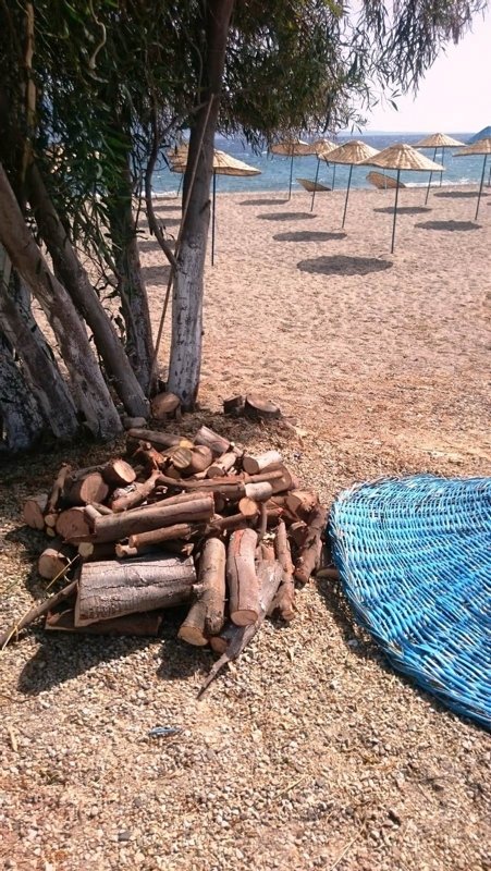 Bodrum’da sahili genişletmek için ağaç katliamı yaptılar