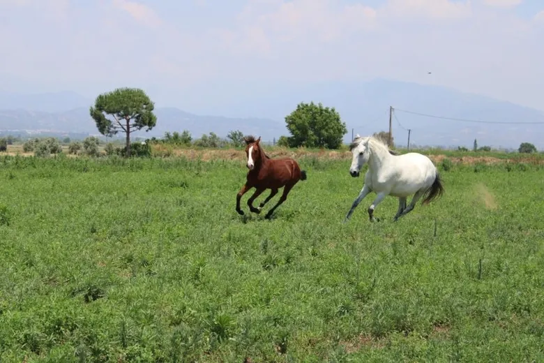 Rahvan Atalarından devraldığı binlerce yıllık rahvan at geleneğini yaşatıyor ...