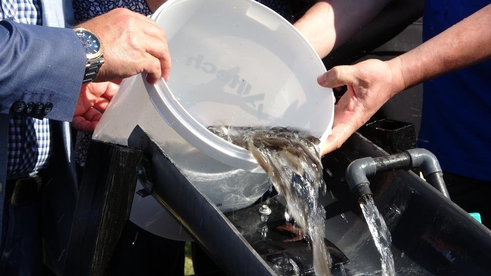 22 bin yavru balık Çanakkale Boğazı’na bırakıldı