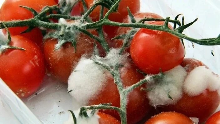 Çürük domatesleri çöpe atmayın! Şu şekil değerlendirin