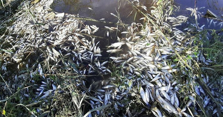 Büyük Menderes Nehri’nde atıklar nedeniyle binlerce balık öldü