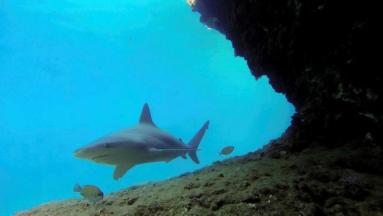Muğla’daki o turistik koy kum köpek balığı üreme alanı oldu