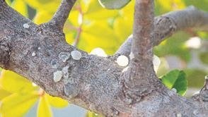 Sakız ağacı, Çeşmeli kadınların gelir kapısı