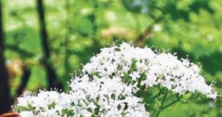 Uykusuzluğa iyi geliyor