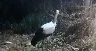 O hayvan jandarmanın dikkati sayesinde kurtuldu