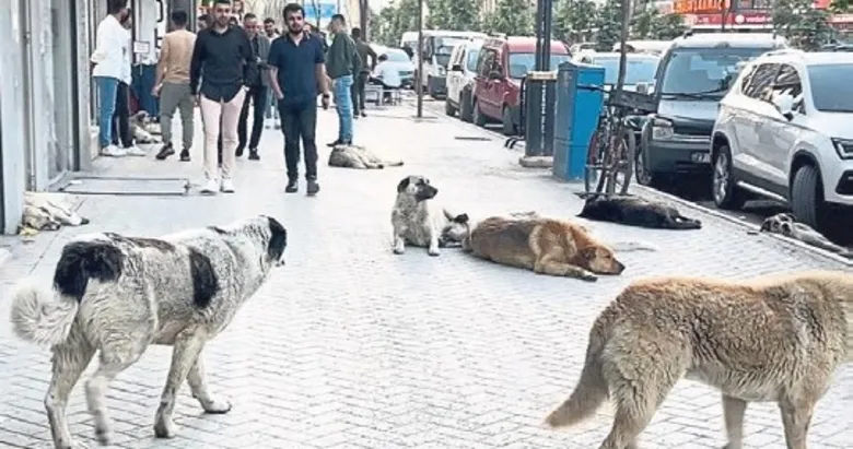 Bakanlıktan sahipsiz köpek soruşturması