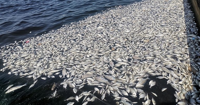 İzmir’de her yer ölü balık kokuyor