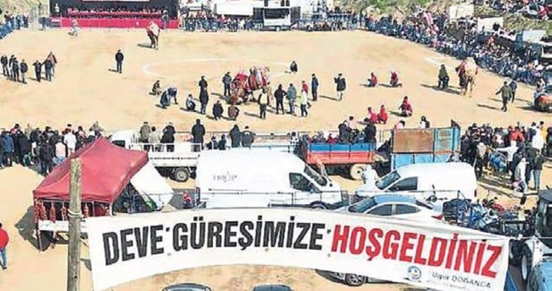 Deve güreşinde insanlık öldü