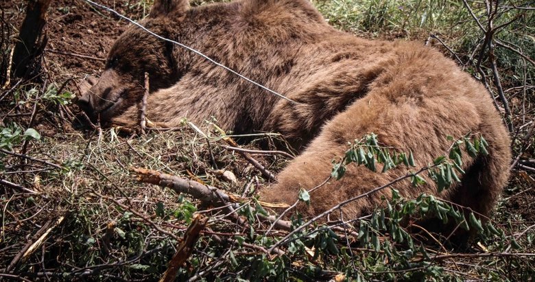 Kütahya’da bahçe teline takılan ayı ekiplerce kurtarıldı