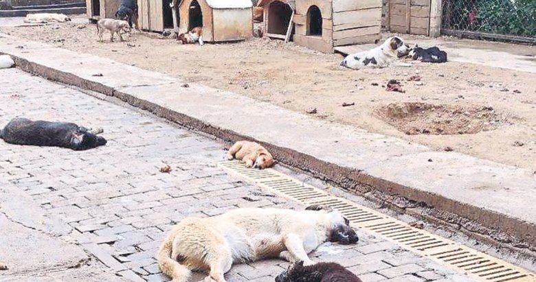 Aydın’daki barınakta köpek katliamı