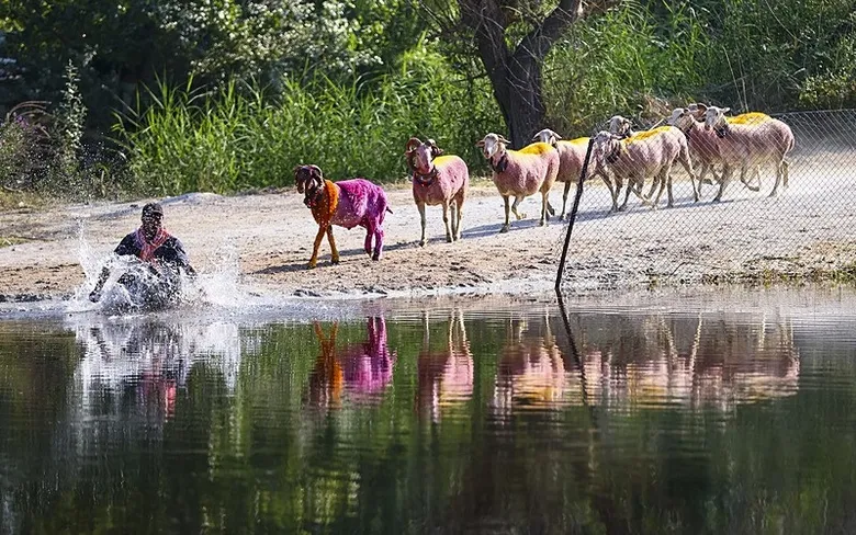 denizlinin-853-yillik-gelenegi-mendereste-yeniden-canlandi-cobanlar-elci-koyunlariyla-sudan-gecmek-icin-yarist-1787485045049.jpeg