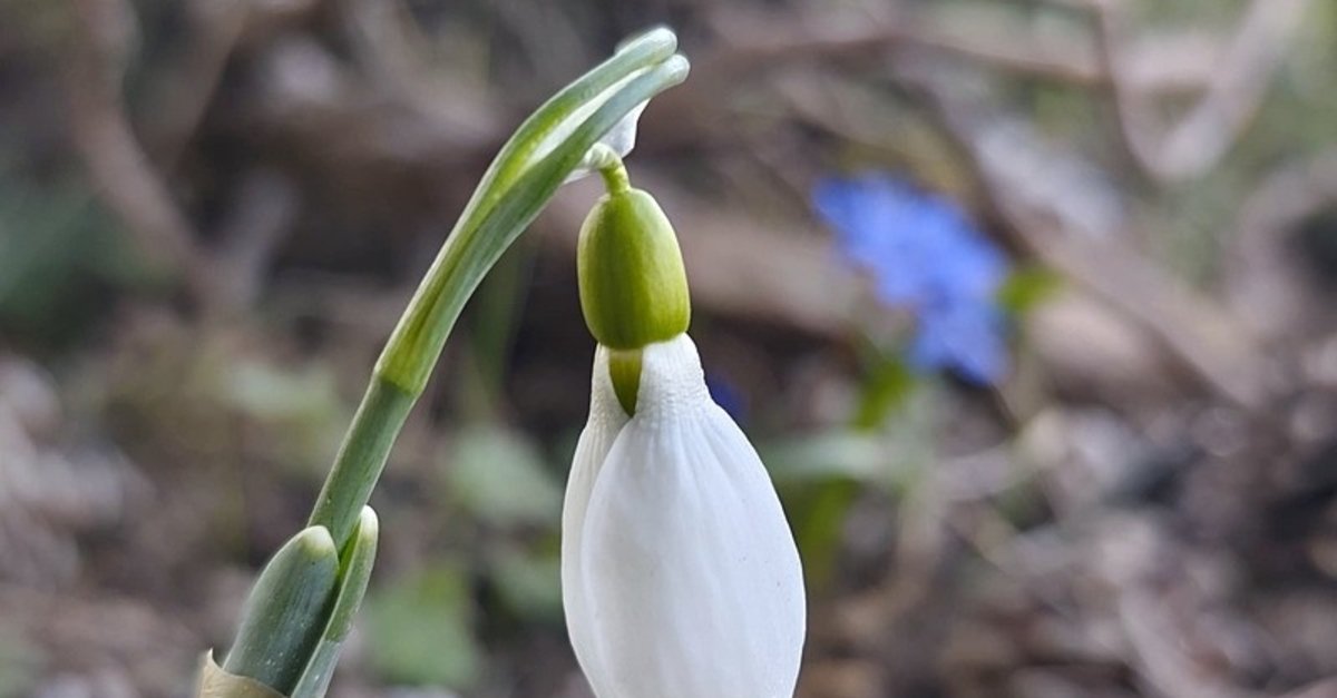 Baharın müjdecisi: Spil'de kardelenler bir başka açtı