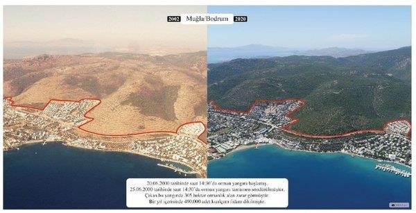 Yanan ormanlar küllerinden yeniden doğdu! 5 milyondan fazla ağaç dikildi