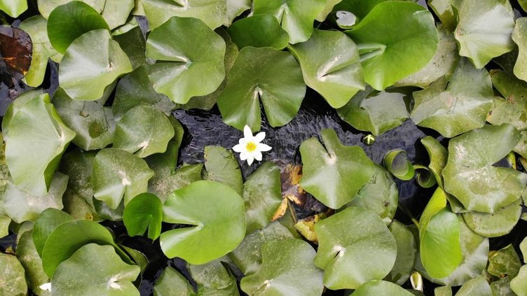 Bu çiçeği koparmak cep yakıyor! Tam tamına 387 bin 141 TL cezası var