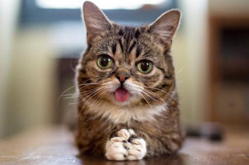 İnternet fenomeni kedi Lil Bub öldü