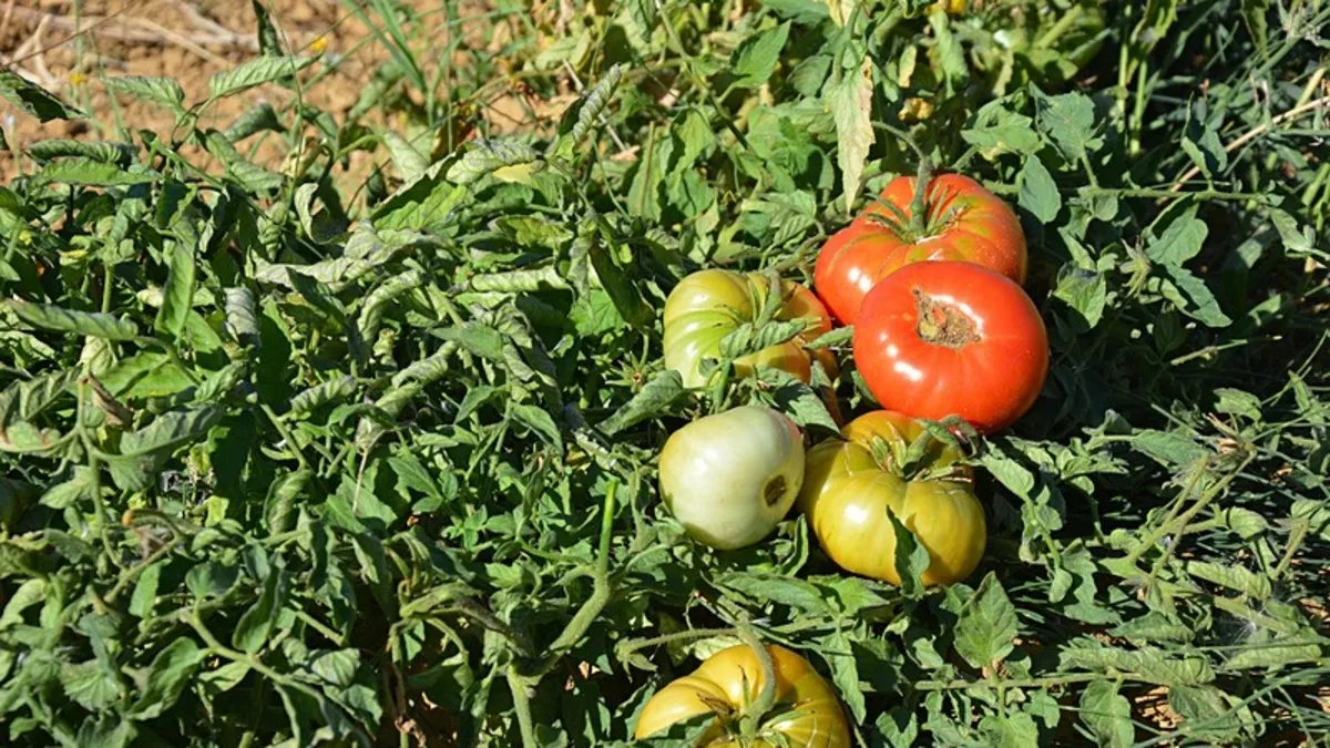 Manisa Demirci'de Susuz ve Zirai İlaçsız Yetişen Ata Tohumu Çeşni Domates Üretimi 6 Bin Tona Ulaştı