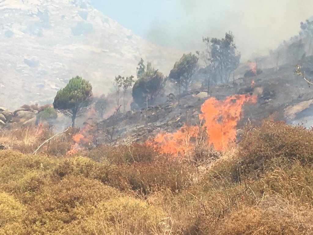 Balıkesir Marmara Adası’nda orman yangını