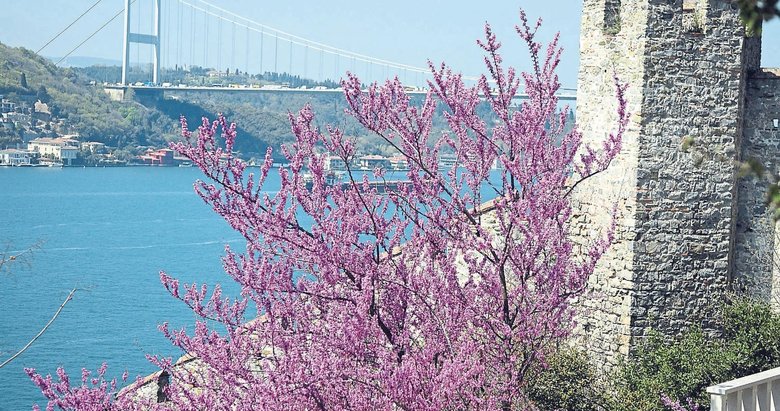 Boğaz’ın pembe gerdanlığı Tire’den