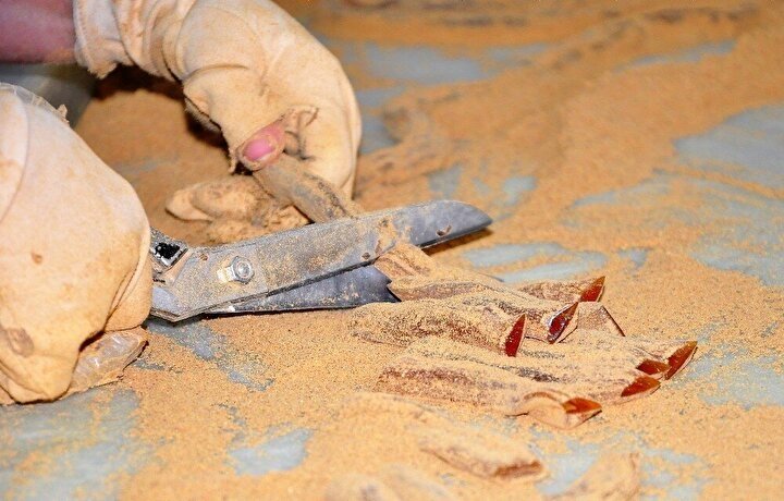 Kanuni Sultan Süleyman’ın annesi Hafsa Sultan’ın şifa kaynağı: Her gün 1 kaşık yiyin...