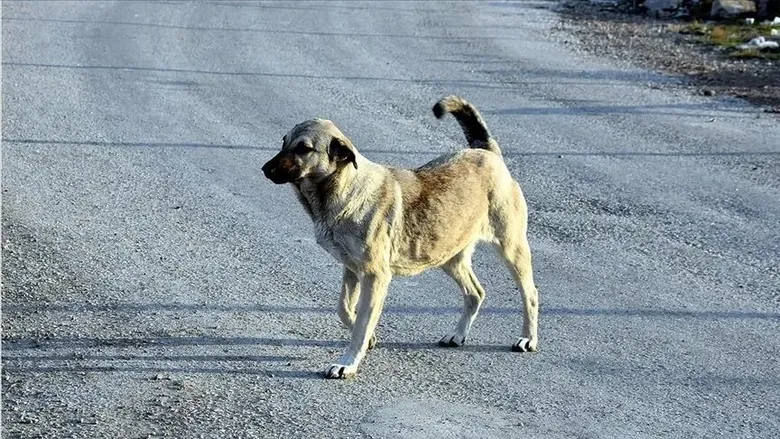 kopek-saldirilari-sonrasi-dugmeye-basildi-bakanlik-o-belediye-baskanlari-icin-harekete-gect-1782802453849.jpeg