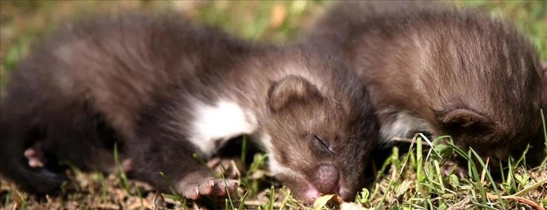 Fethiye’de evlerin arasına kadar sokuldu! Ekipler yakalayıp vahşi doğaya geri saldı