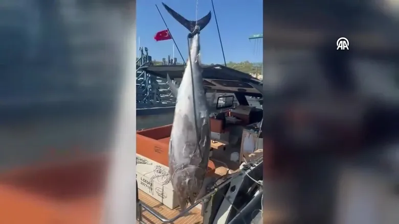 İzmir'de balıkçılar dev orkinos yakaladı!