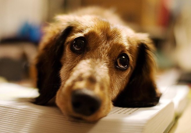 Köpekler neden ağlar? - Özel Haberleri