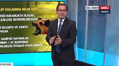 AK Parti’nin sokak hayvanları için yasa taslağının detayları neler? | VİDEO