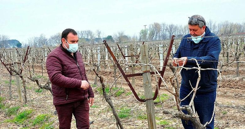 Manisa’da bağları don vurdu