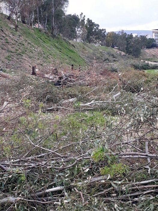 İzmir’de CHP’li belediyeden ağaç katliamı