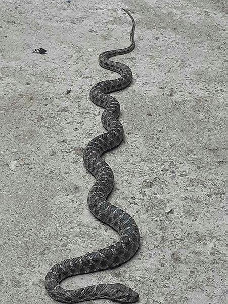 Köyünü ve kuşları yılandan korumak isteyen muhtar pişman oldu