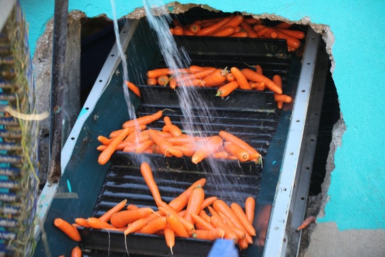 Havucun faydaları nelerdir? Havuç nelere iyi gelir?